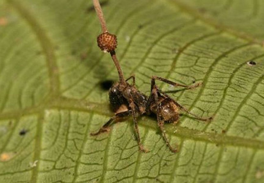 Гриб-паразит делает из муравьев зомби не поражая их нервную систему