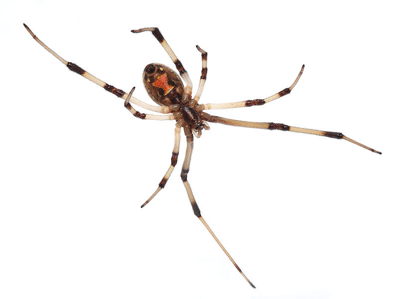 Оказывается, поведение пауков изучено еще не полностью