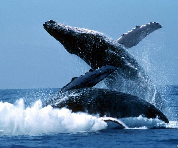 Из-за потепления количество горбатых китов увеличивается