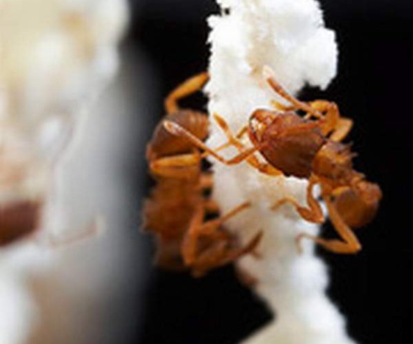 Обнаружен первый полностью женский вид муравьёв