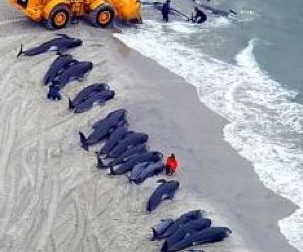 Загадка массовых самоубийств китов