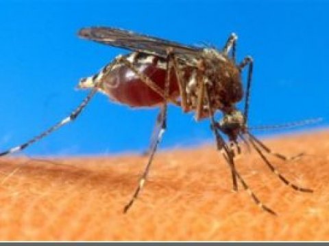 Борьба с малярией: ученые научились сокращать жизнь москитов вдвое