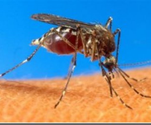 Борьба с малярией: ученые научились сокращать жизнь москитов вдвое