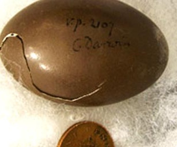 В Кембридже нашли яйцо из коллекции Дарвина