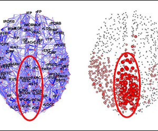 Ученые получили карту соединений нейронов коры мозга