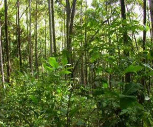 Молодые тропические леса оказались не хуже старых