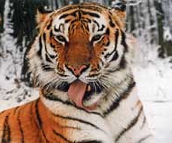 Каспийского тигра выведут на Амуре