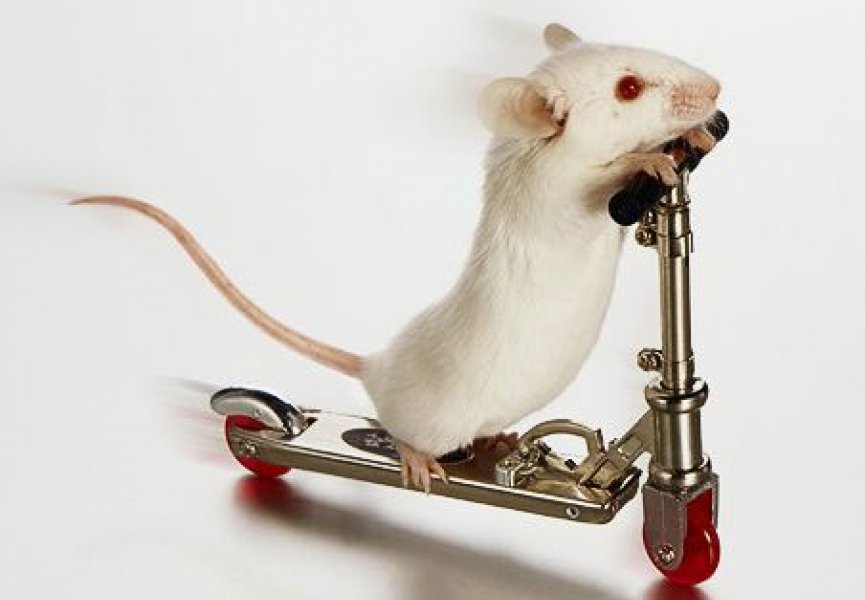 Исполняется сто лет лабораторной мыши