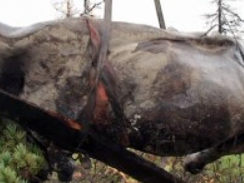 Древнего Колымского шерстистого носорога возродят к жизни не путем клонирования