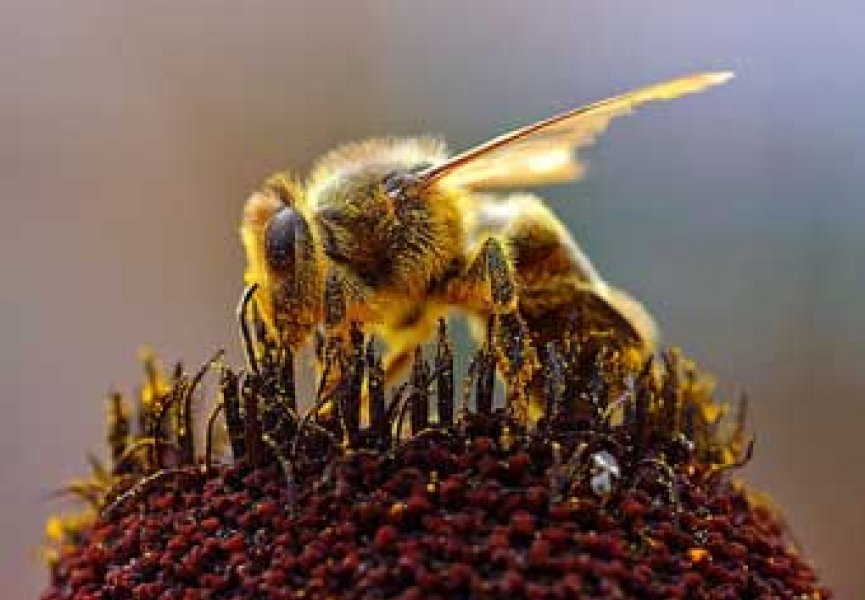 Кокаин повышает уровень альтруизма у пчел
