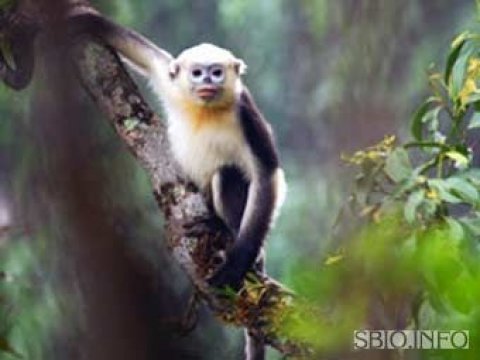 Неизвестная популяция вымирающих обезьян обнаружена во Вьетнаме