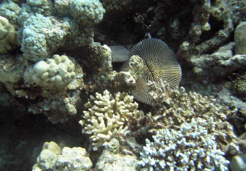 Кораллы в Японском море способны менять свой пол, когда им становится жарко