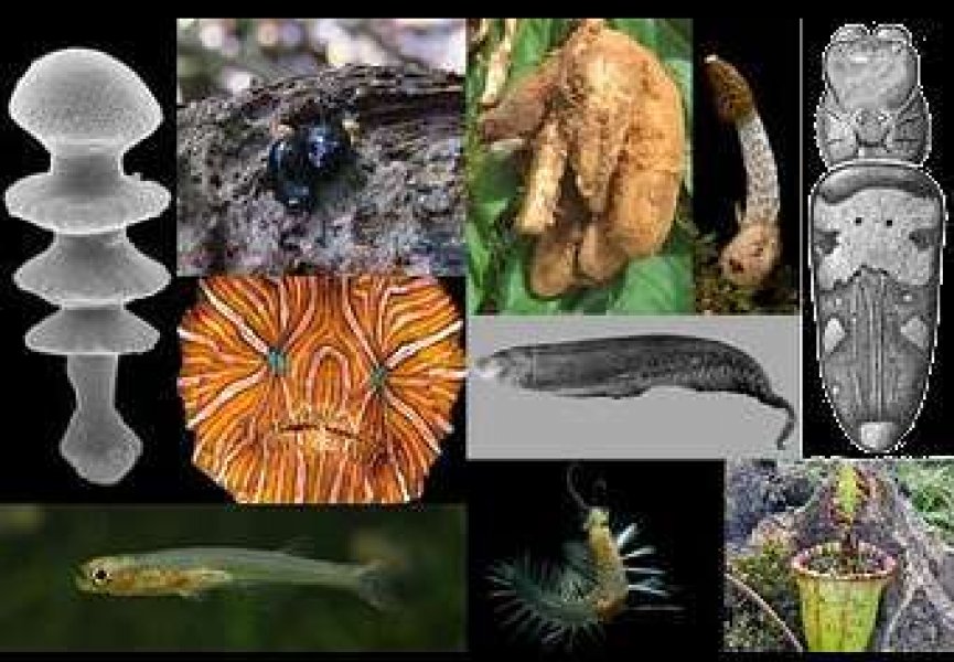 Ученые выбрали 10 главных видов живых существ, открытых в 2009 году