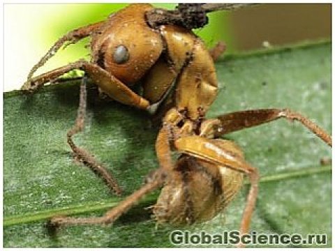 В лесах Бразилии найдены грибы, превращающие муравьев в зомби