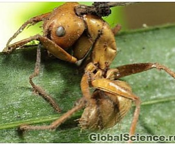 В лесах Бразилии найдены грибы, превращающие муравьев в зомби