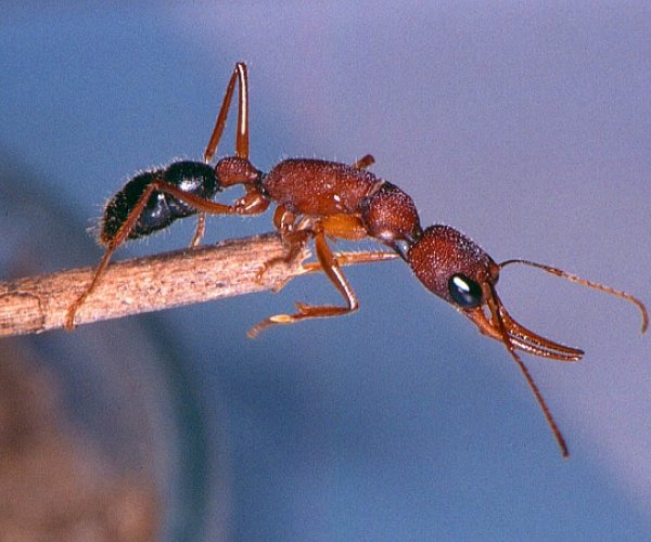 Американские и китайские учёные представили полную расшифровку генома муравья