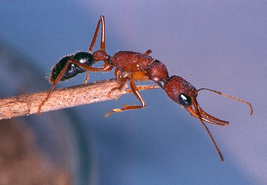 Американские и китайские учёные представили полную расшифровку генома муравья