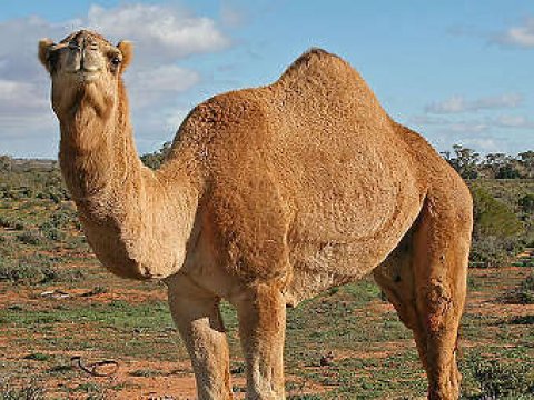 Расшифрован геном аравийского верблюда