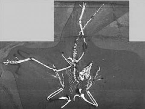 Не окаменевшие перья археоптерикса были найдены палеонтологами