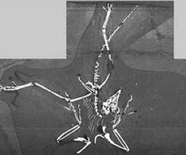 Не окаменевшие перья археоптерикса были найдены палеонтологами