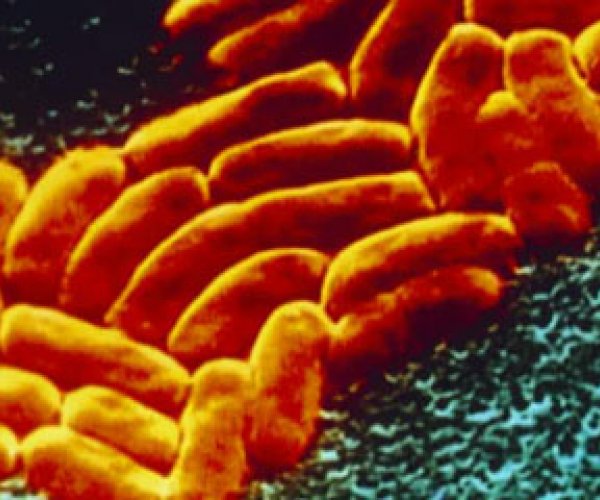Ученые доказали, что у бактерий есть чувство обоняния