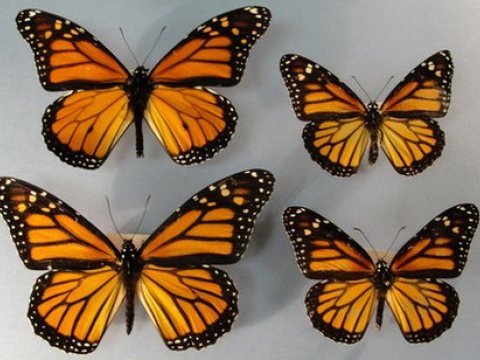 Бабочки одного вида могут иметь крылья разного размера и формы