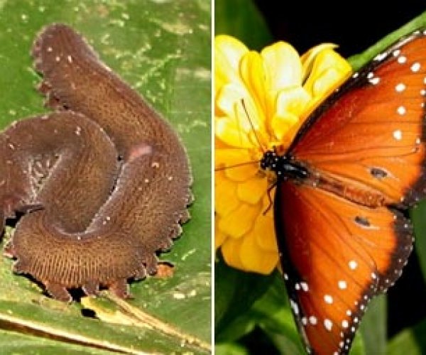 Предков бабочек заподозрили в сожительстве с червями