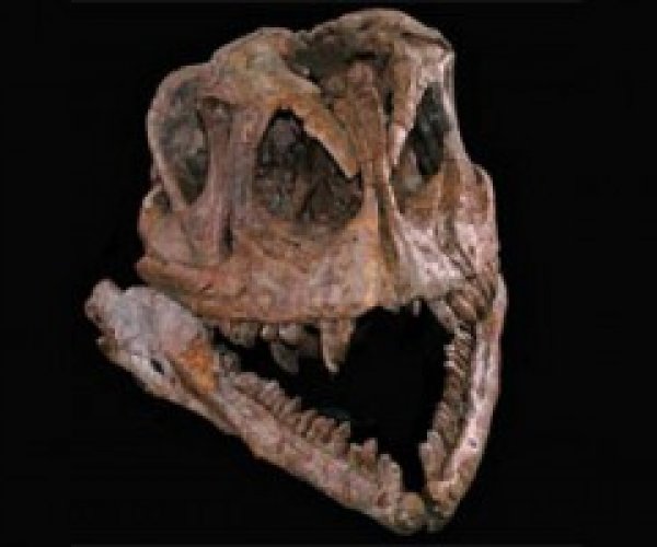 Ученые собрали скелет "бабушки динозавров"