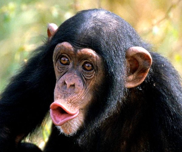 Шимпанзе названы «альфа-самцами» среди человекоподобных приматов
