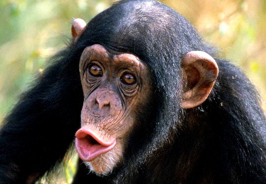 Шимпанзе названы «альфа-самцами» среди человекоподобных приматов