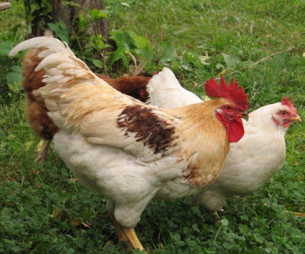Ученые открыли тайну цыплят, наполовину самцов, наполовину самок