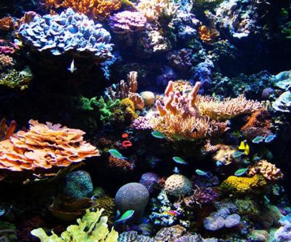Коралловые окаменелости спасут рифы от полного разрушения