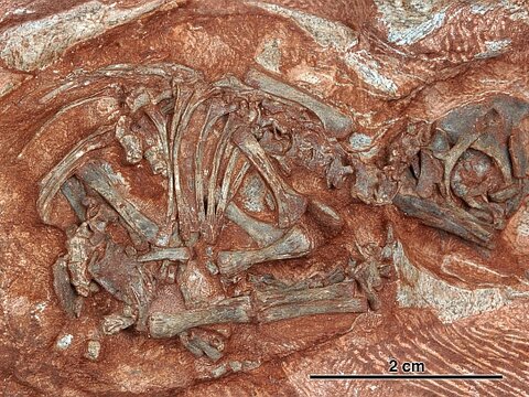 Палеонтологи обнаружили древнейшие эмбрионы динозавров