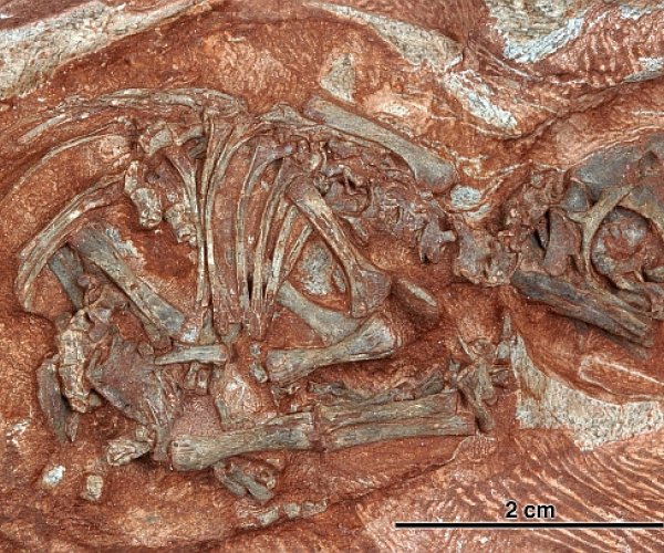 Палеонтологи обнаружили древнейшие эмбрионы динозавров