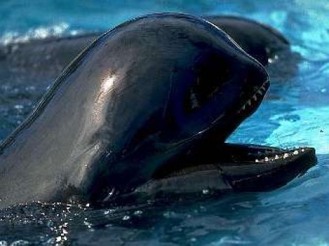 Ученые нашли останки древнего дельфина