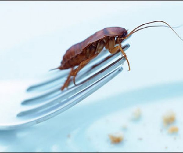 Домашние мухи и тараканы - разносчики неубиваемых бактерий