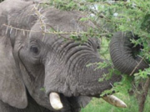 Обнаружен ещё один слоновий повод для страха