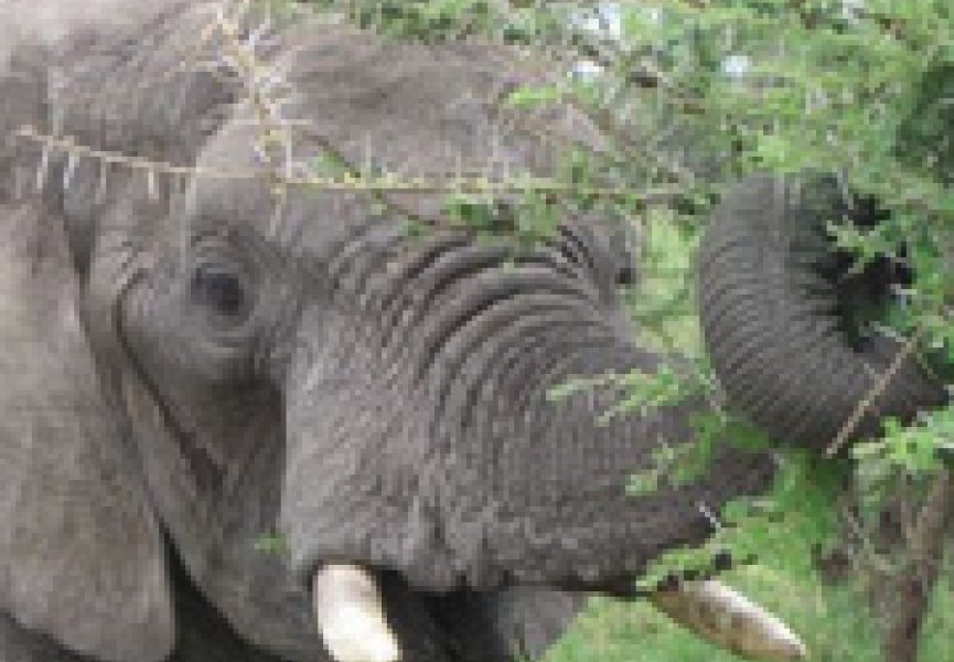 Обнаружен ещё один слоновий повод для страха