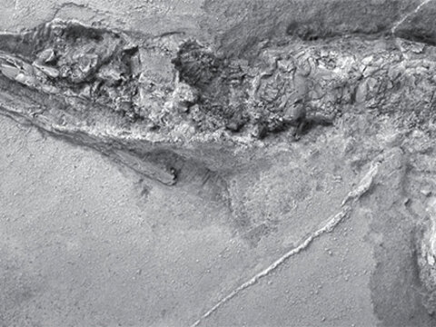 Палеонтологи обнаружили останки древнего ракообразного