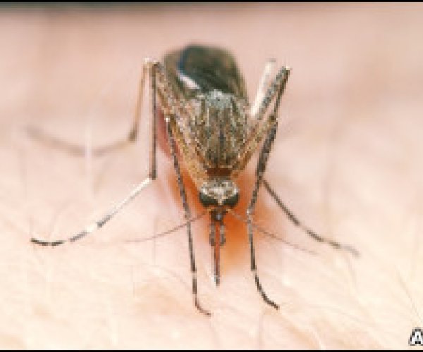 Модифицированный комар прошел испытания