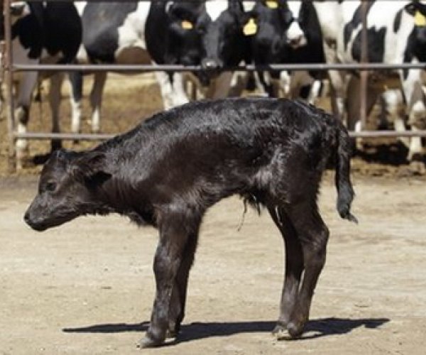 Испанским биотехнологам впервые удалось клонировать боевого быка