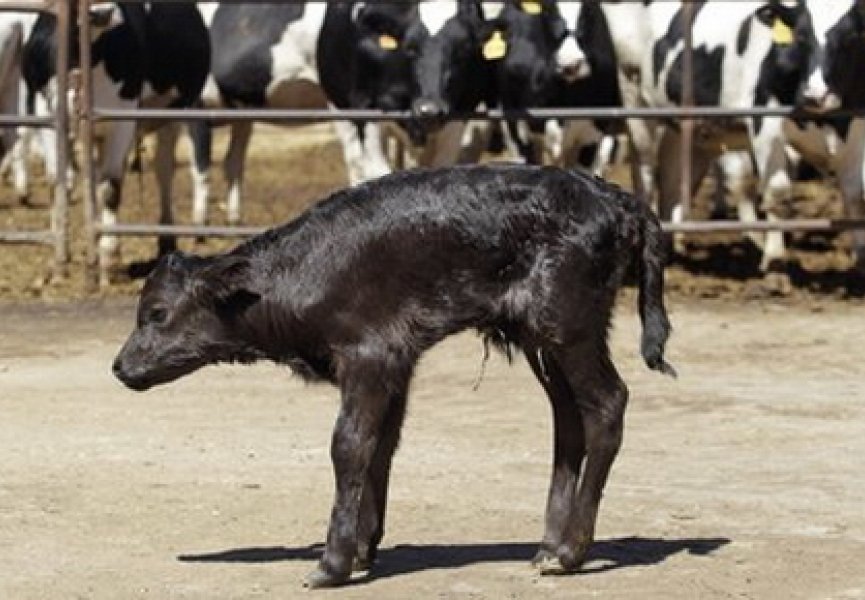 Испанским биотехнологам впервые удалось клонировать боевого быка