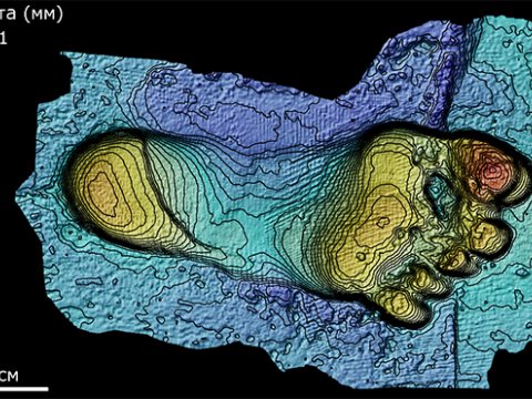 Гоминины ходили на двух ногах ещё 3,6 млн. лет назад