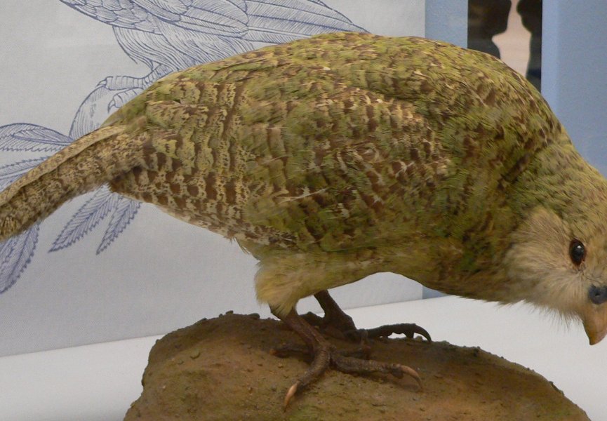 Обнаружен новый редкий вид земляного попугая