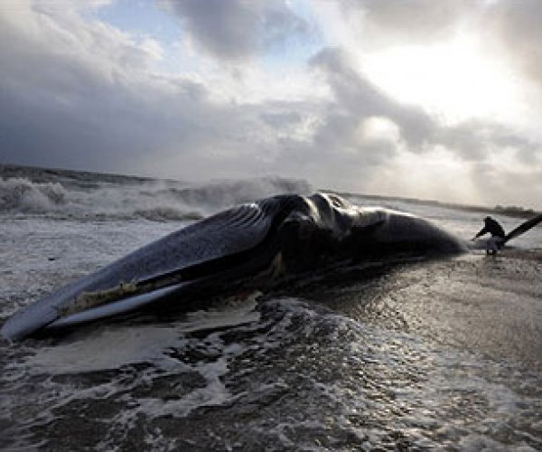 Ученые нашли питающихся только мертвыми китами животных