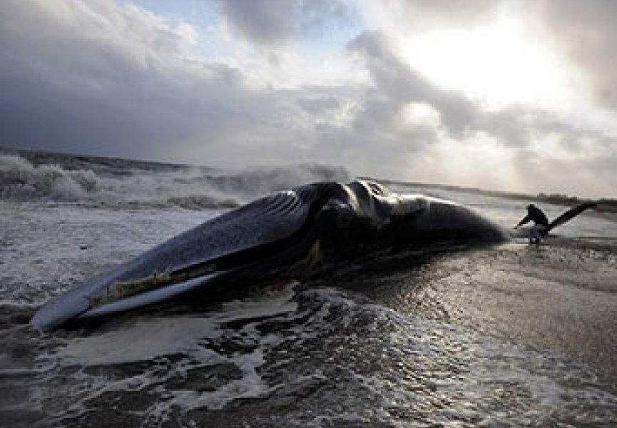 Ученые нашли питающихся только мертвыми китами животных