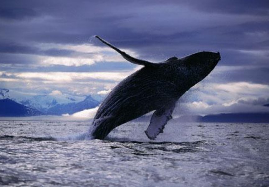 Китовые экскременты оздоравливают океан