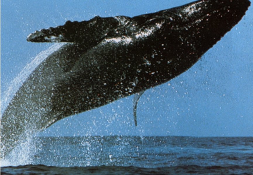 Горбатых китов будут отслеживать с помощью систем GPS