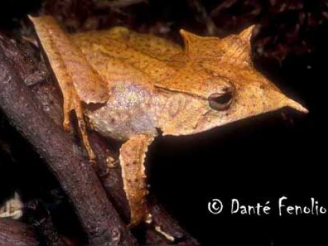 Клыкастая лягушка и другие ранее неизвестные науке животные