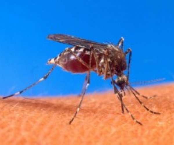 Отпугивающие средства больше не пугают комаров